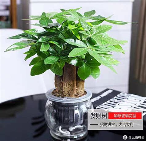 桌上植物|史上最美桌面植物推荐：不仅美观还能净化空气!